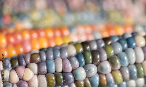 Macro photo of Zea Mays gem glass corn cobs with rainbow coloured kernels  grown on an allotment in London UK.