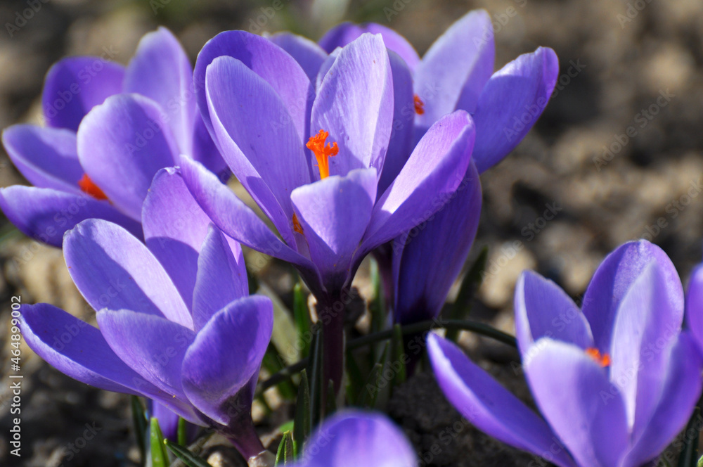 In nature, crocuses bloom in spring In nature, crocuses bloom in spring