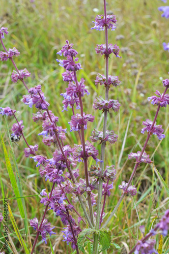 In nature  the blooms Salvia verticillata