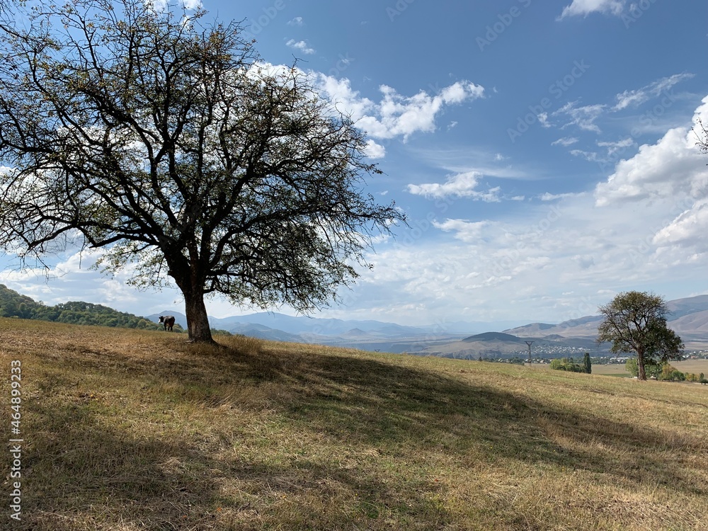tree in the field, Armenia, Lori