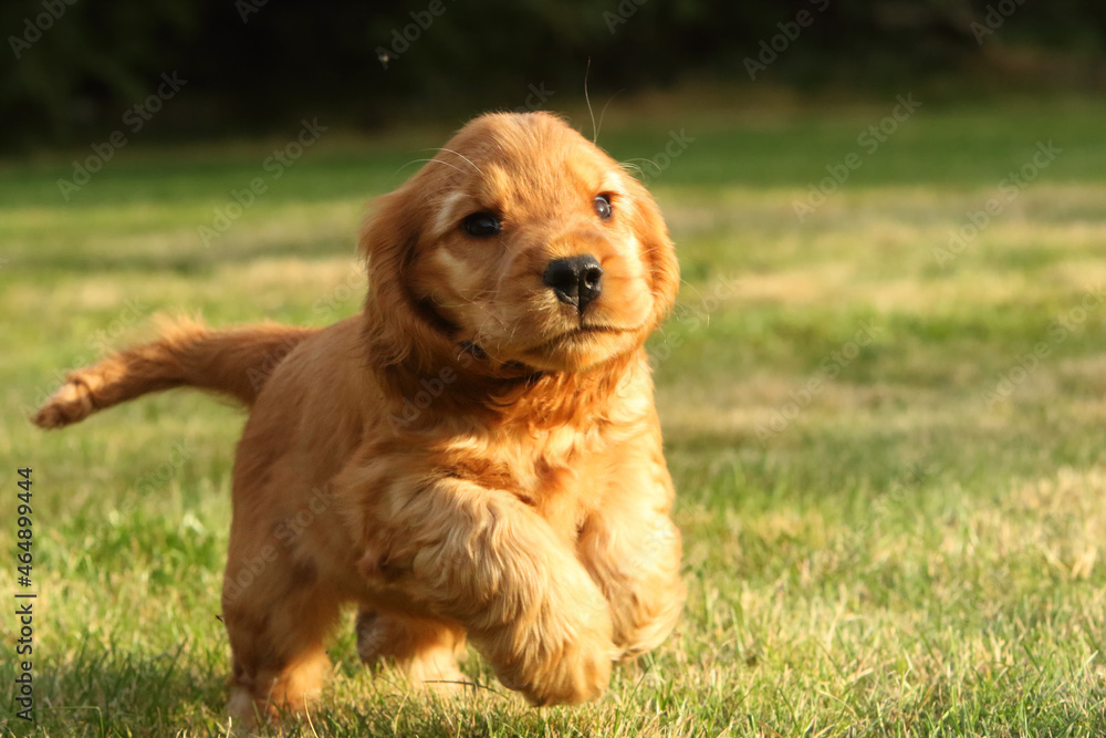Small and cute red Cocker Spaniel puppy running in the green grass. Small and cute red Cocker Spaniel puppy running in the green grass.