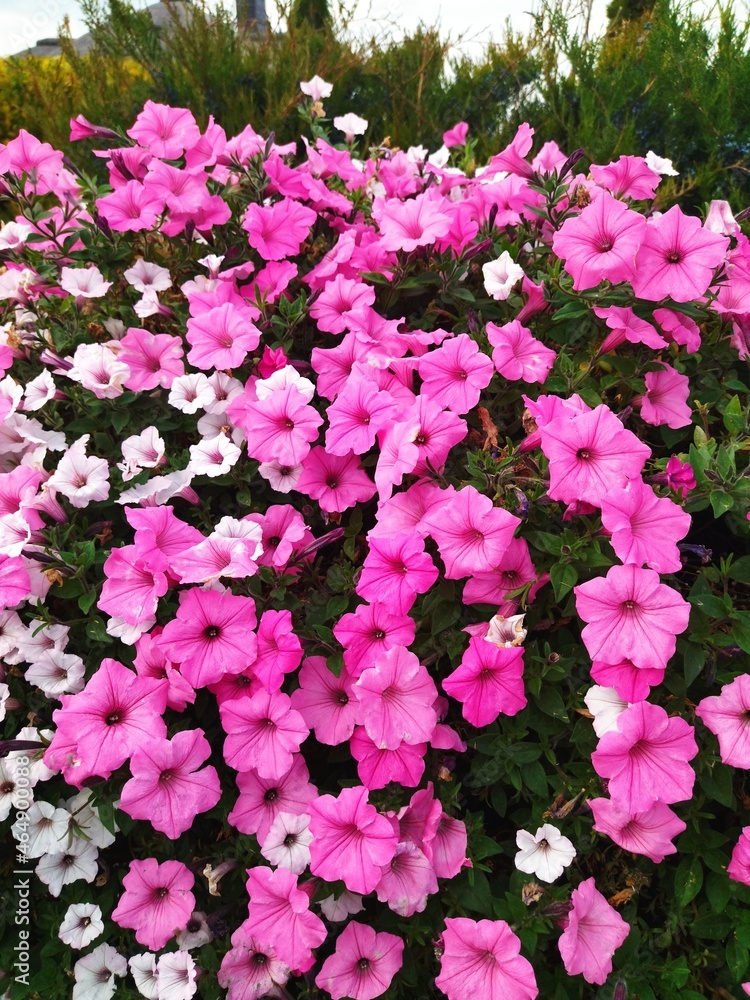Fototapeta premium pink flowers