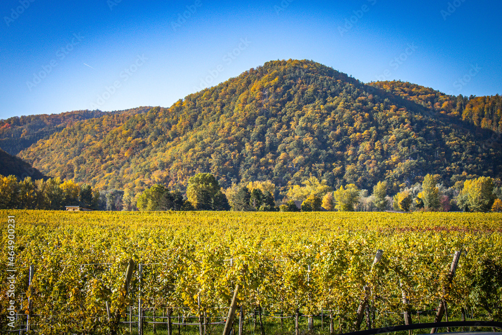 vineyard in Loiben / Wachau in Austria during autumn, wine harvest vineyard in Loiben / Wachau in Austria during autumn, wine harvest