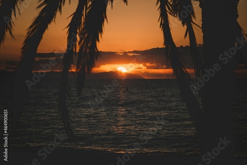 Silhouette of palm trees at sunrise on the beach