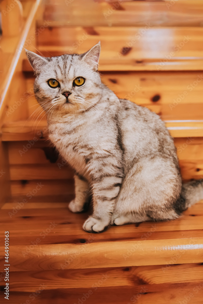 A grey striped Scottish straight-eared cat with yellow eyes looks straight. International cat day