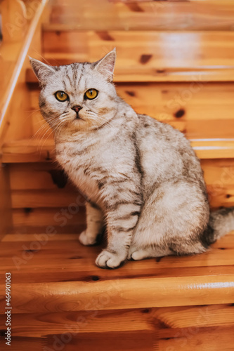 A grey striped Scottish straight-eared cat with yellow eyes looks straight. International cat day