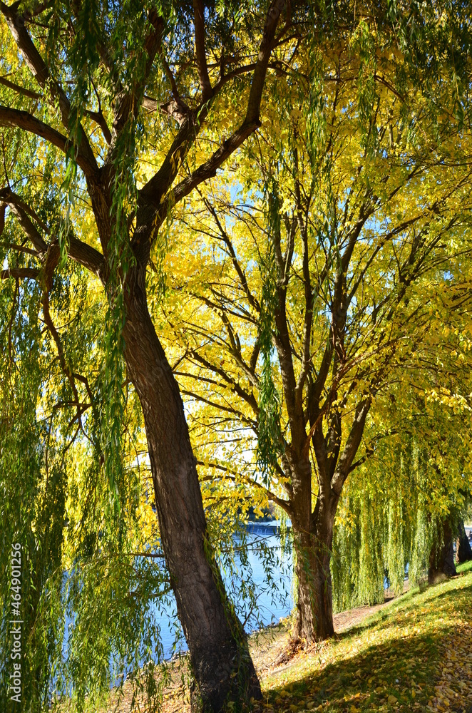 Fototapeta premium Alley of trees in autumn
