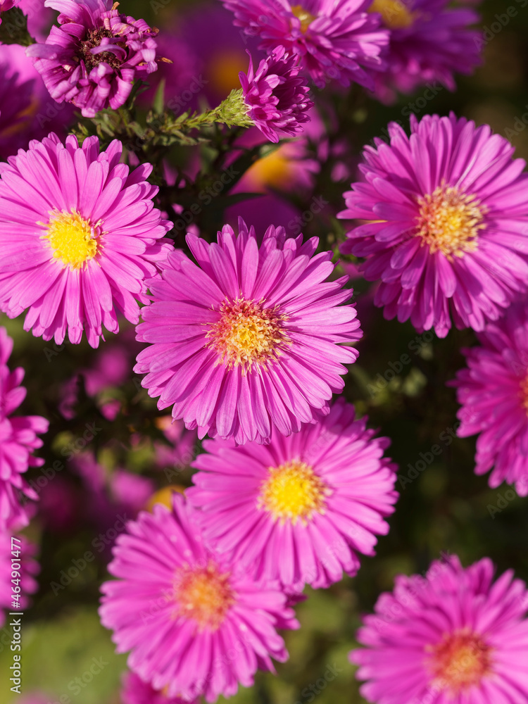 Aster novi-belgii 'Leuchtfeuer' | Glattblatt-Aster. Schönes dunkles rötlich rosa Blumen Aster novi-belgii 'Leuchtfeuer' | Glattblatt-Aster. Schönes dunkles rötlich rosa Blumen