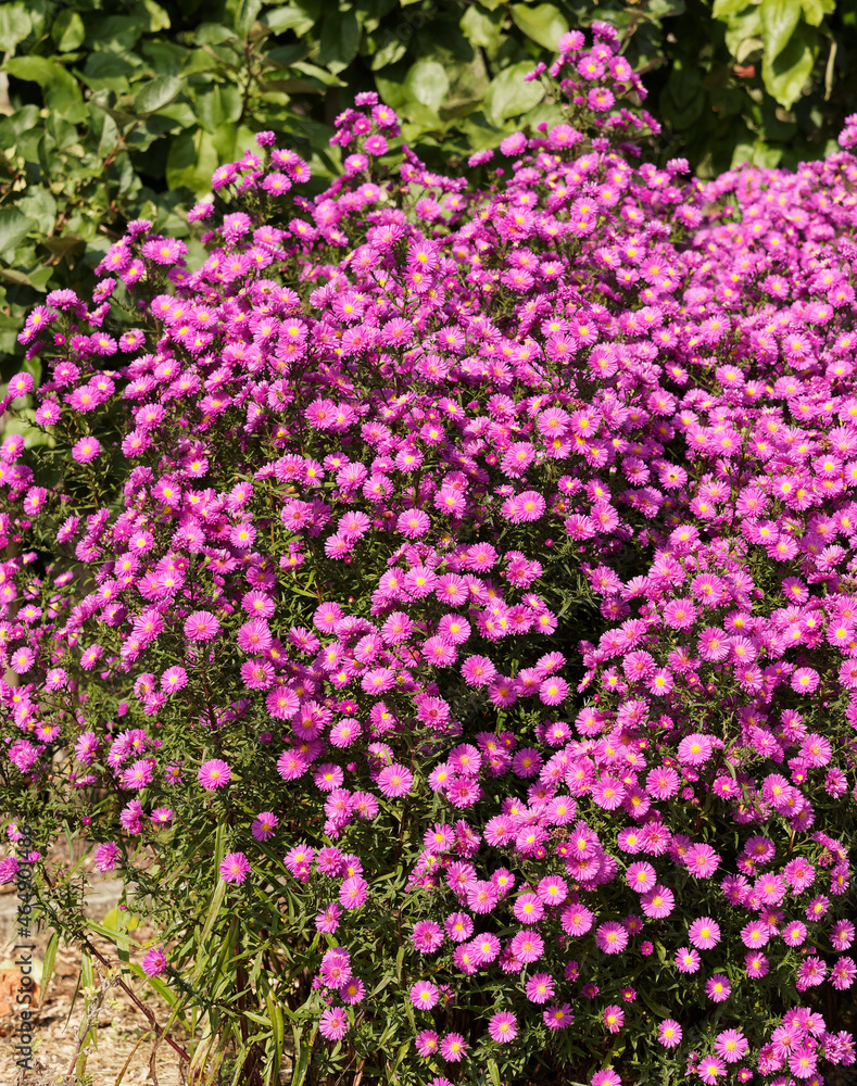 (Aster novi-belgii) Garten-Glattblatt-Aster 'Leuchtfeuer' mit leuchtend pink Blüten