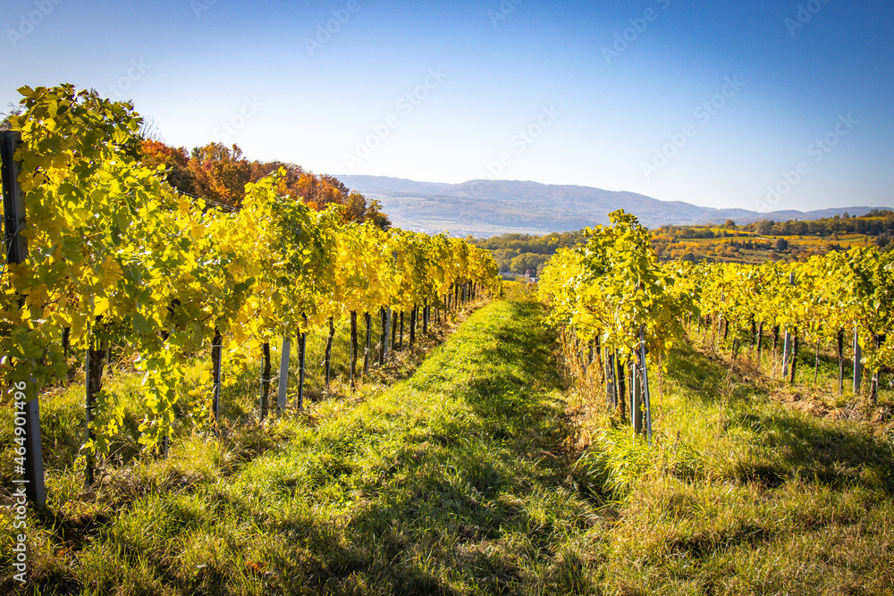 vineyard in autumn, Krems, Wachau, Austria
