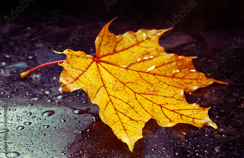 Autumn yellow leaf lies on the dark polished marble surface with water drops