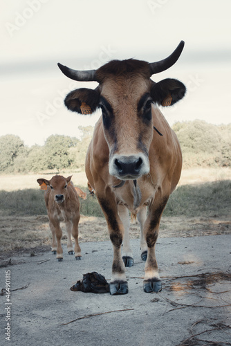 Pareja de vacas madre e hijo posando de manera desconfiada de pie en plena naturaleza.