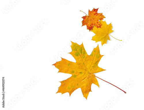 Autumn maple leaves isolated on white background. Flat lay composition top view.
