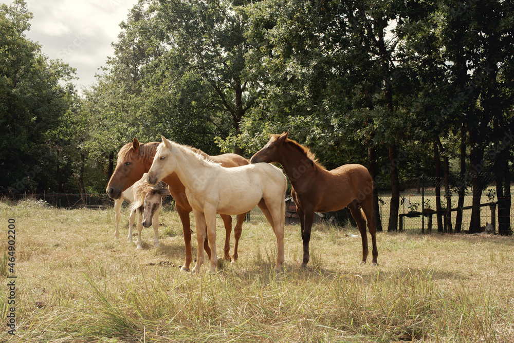 Conjunto de caballos de varios colores posando en grupo en plena naturaleza en un día nublado. Conjunto de caballos de varios colores posando en grupo en plena naturaleza en un día nublado.