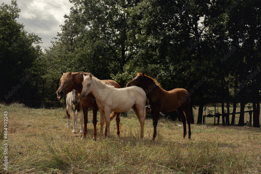 Obraz premium Conjunto de caballos de varios colores posando en grupo en plena naturaleza en un día nublado.
