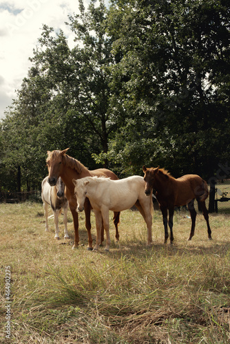 Conjunto de caballos de varios colores posando en grupo en plena naturaleza en un día nublado. © Angela Menendez