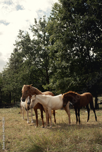 Conjunto de caballos de varios colores posando en grupo en plena naturaleza en un d  a nublado.