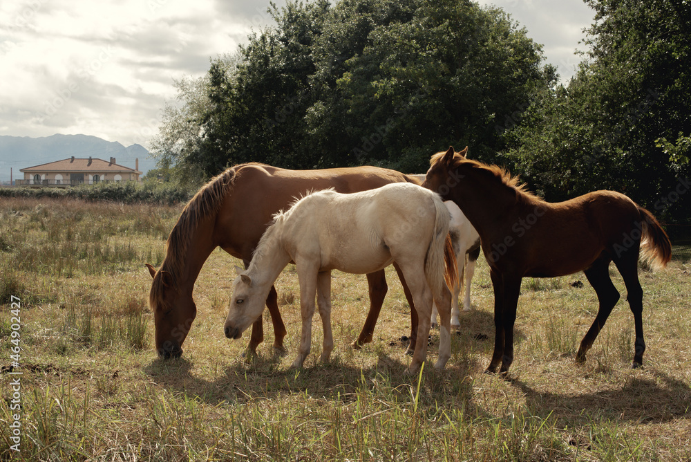 Conjunto de caballos de varios colores posando en grupo en plena naturaleza en un día nublado. Conjunto de caballos de varios colores posando en grupo en plena naturaleza en un día nublado.