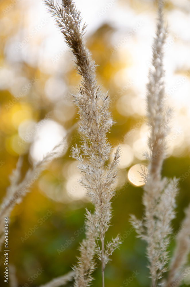 Natural background of Reed stems with copy space. Selective focus dry reed on green and yellow bokeh background. Autumn season concept. Dry grass sways in the wind. Natural background of Reed stems with copy space. Selective focus dry reed on green and yellow bokeh background. Autumn season concept. Dry grass sways in the wind.