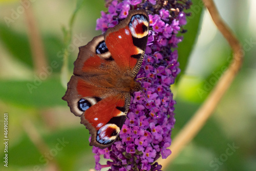 butterfly, aglais io, on purple flower