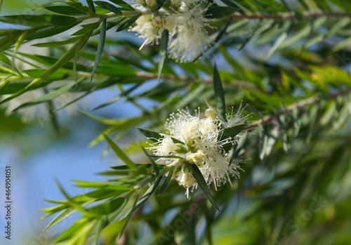 Beautiful bloom of Callistemon salignus photo