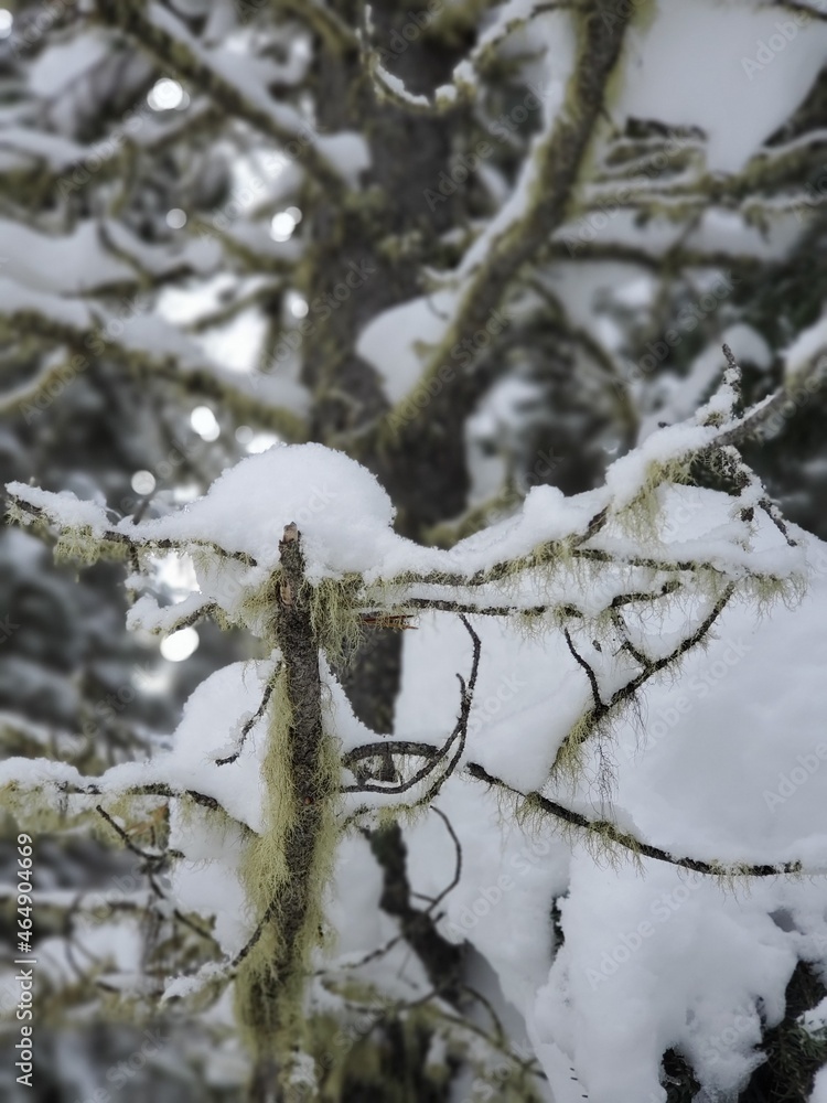 wyoming winter tree