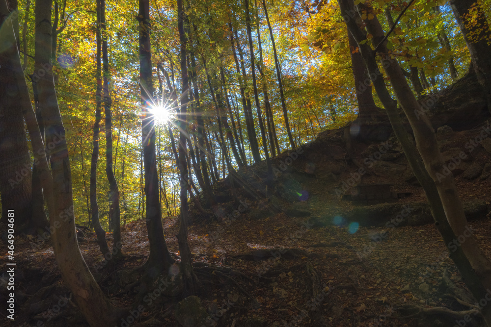 Fototapeta premium sun rays in the forest