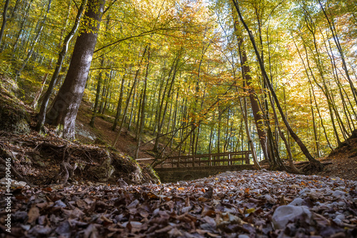 autumn in the woods - Aigner Park Salzburg