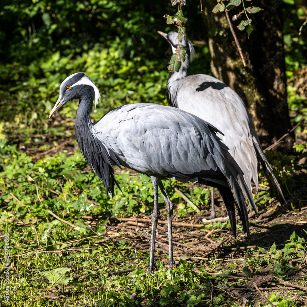 Fototapeta premium Demoiselle Crane, Anthropoides virgo are living in the bright green meadow during the day time