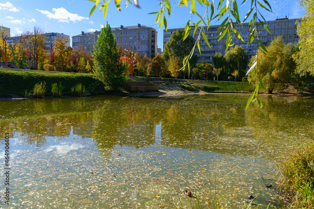 Fototapeta premium Autumn leaves on the surface of a lake in a city park with city houses and blue sky on the horizon