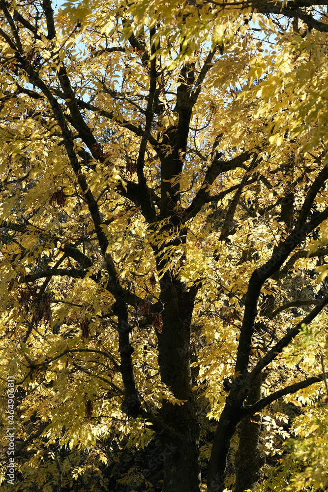 Yellow tree on a beautiful autumn day Yellow tree on a beautiful autumn day