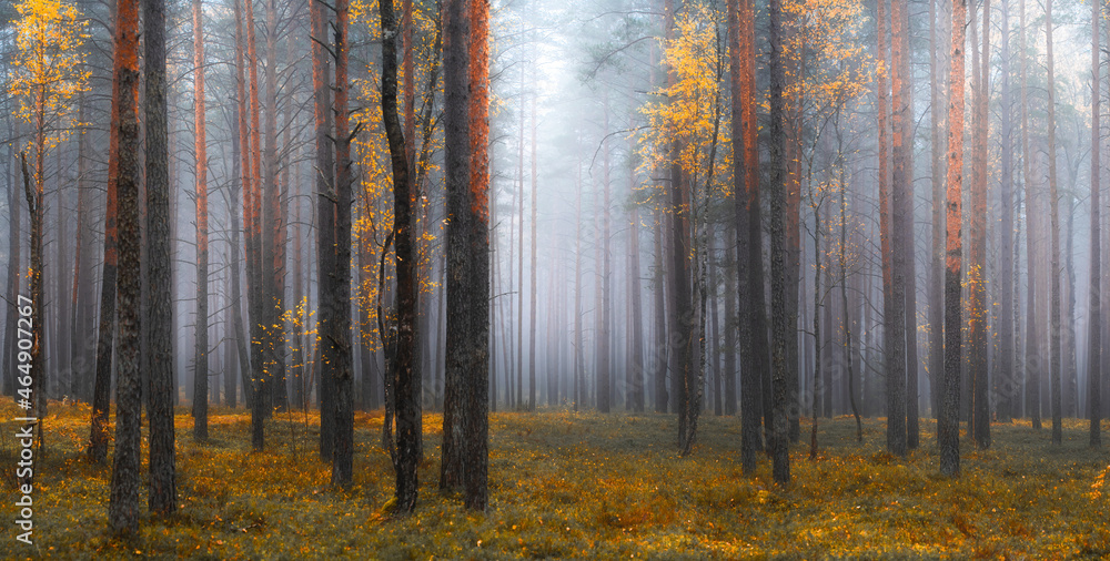 Autumn forest with fog
