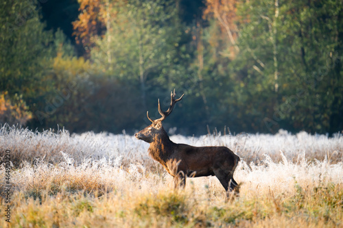 Red deer in autumn morning landscape