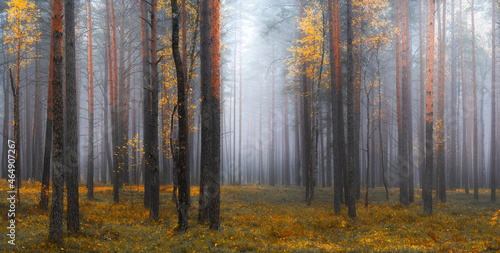 Obraz na płótnie Autumn forest with fog w salonie