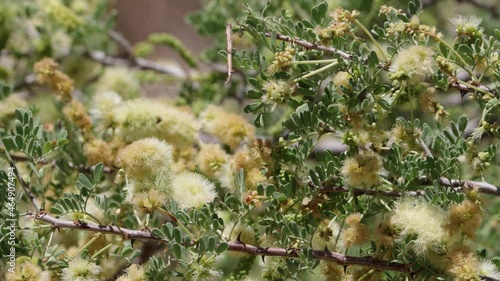 Yellow flowering indeterminate spike inflorescences of Catclaw, Senegalia Greggii, Fabaceae, native perennial suprashrub in Big Morongo Canyon Preserve, Southern Mojave Desert, Springtime. photo
