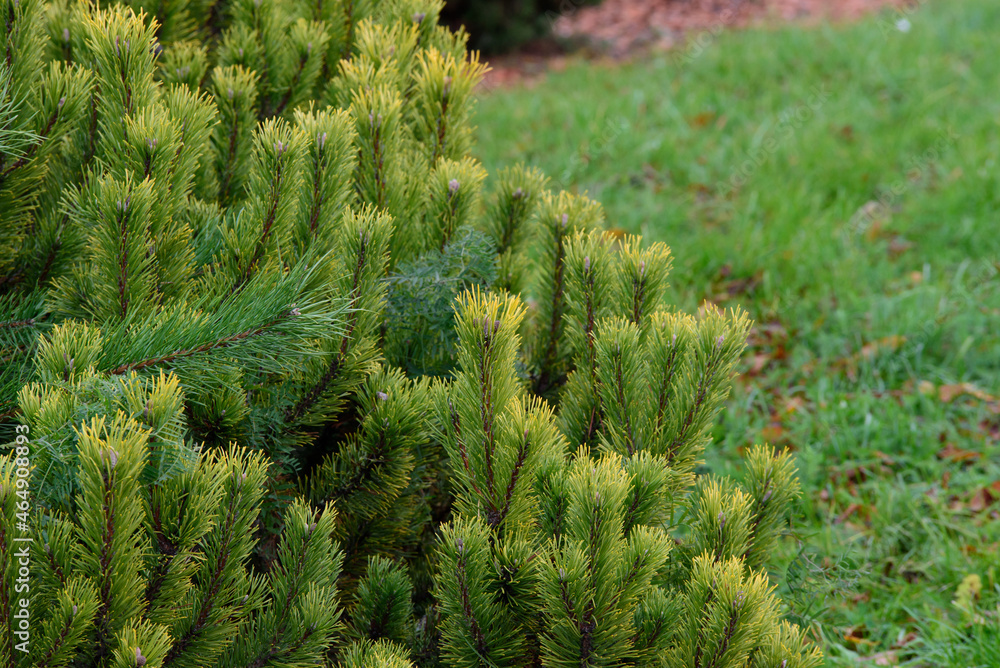 beautiful young pine seedlings in the castle park bed in autumn