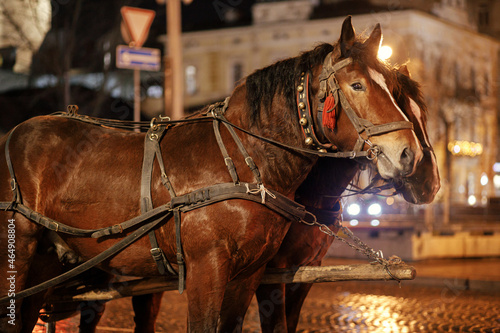 Horses in harness for ride in european city street. Christmas time, winter holiday fair in historical city street. Excursions on carriage rides. Exploitation of animals photo