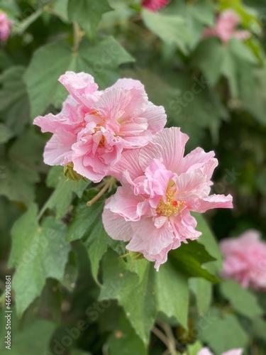 pink confederate rose hibiscus 