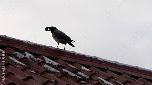 a black raven with a nut stands on the roof during the day. bottom view