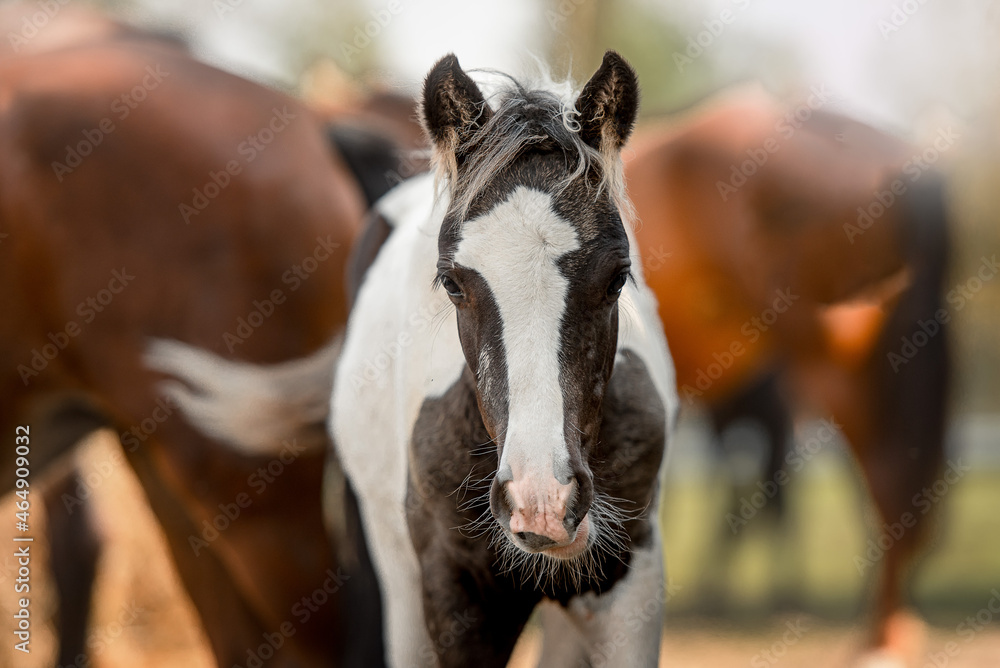 Φωτογραφία portrait of a piebald foal against the background of other horses