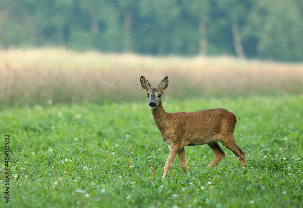 Reh auf der Wiese Reh auf der Wiese