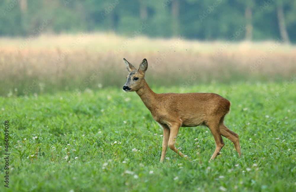 Reh auf der Wiese Reh auf der Wiese
