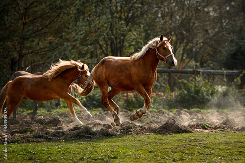 two red horses running across a plowed field
