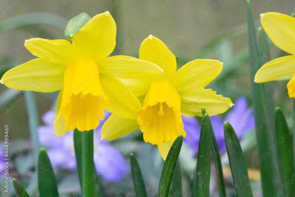 Close up of yellow daffodils Close up of yellow daffodils