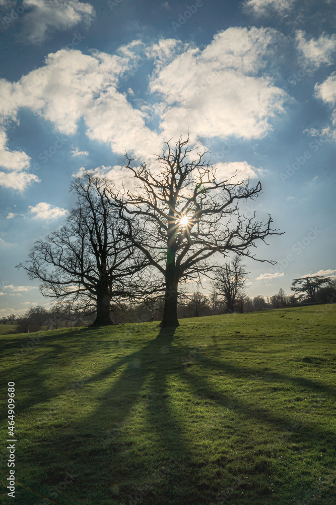 Obraz premium Trees with sun shining through