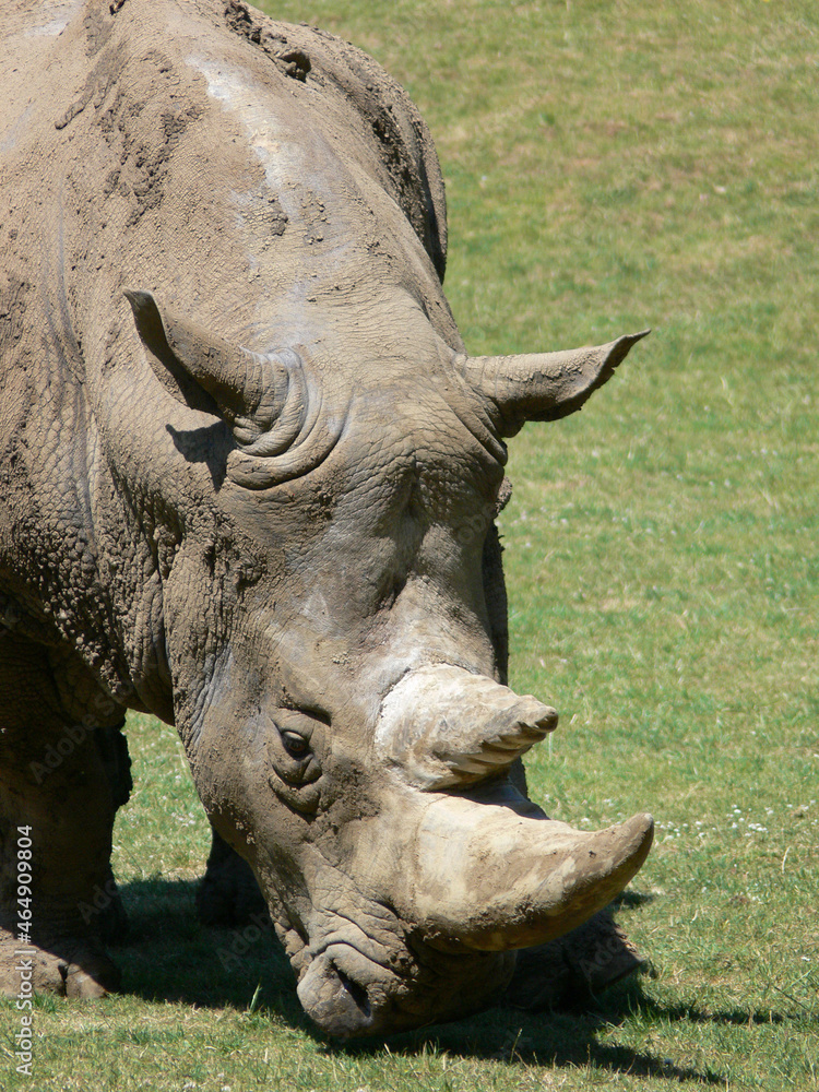 Fototapeta premium Rhinoceros eating grass
