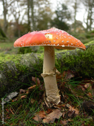 A red mushroom with a white stalk