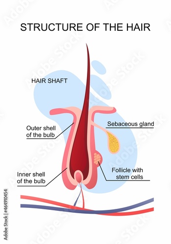 human hair structure educational poster
