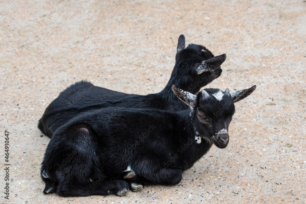 Two young black baby goats in farmyard. Goats sitting on the ground. Two young black baby goats in farmyard. Goats sitting on the ground.