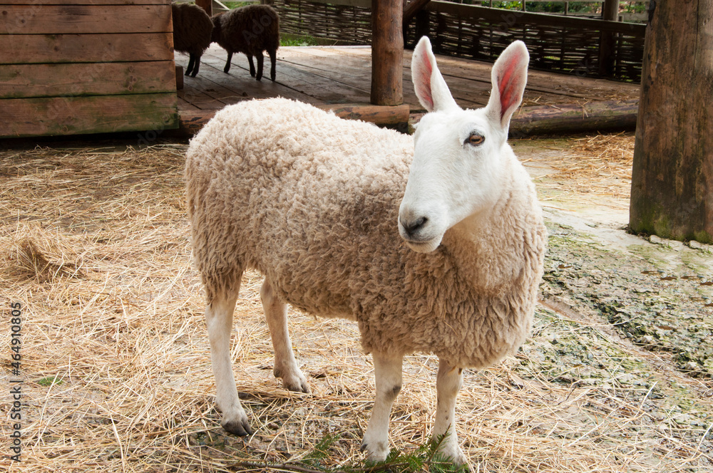 Fototapeta premium sheep breed Border Leister. lamb with long ears. animal behind the fence. cattle breeding concept